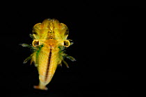 Fairy Shrimp (Eubranchipus grubii) male (Captive)