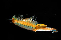 Fairy Shrimp (Eubranchipus grubii) female with eggs visible inside (captive)