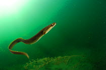European eel (Anguilla anguilla) Lake Stechlin, Germany