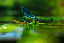 Banded Demoiselle (Calopteryx splendens) male gripping female while female is laying eggs underwater river, North Germany
