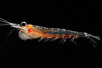 Northern Krill (Meganyctiphanes norvegica) The stomach is colored intensly red from carotenoids, an indication that this euphausid feeds on copepods. Trondheimfjord, North Atlantic Ocean, Norway. Cont...
