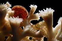 Coral (Lophelia pertusa) from reef in Trondheimfjord, North Atlantic Ocean, Norway. Photo taken in cooperation with GEOMAR coldwater coral research project