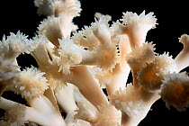 Coral (Lophelia pertusa) from reef in Trondheimfjord, North Atlantic Ocean, Norway. Controlled conditions,. Photo taken in cooperation with GEOMAR coldwater coral research project