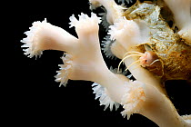 Polychaete worm (Eunice norvegica)  calcifies over its parchment tubes of Lopheia pertusa adding strength to the coral skeleton and providing protection to the worm,  from Trondheimfjord, North Atlant...