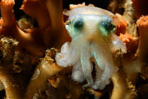 Bobtail squid (Rossia glaucopis) from Trondheimfjord, North Atlantic Ocean, Norway. Photo taken in cooperation with GEOMAR coldwater coral research project