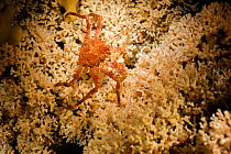 Northern stone crab (Lithodes maja) on coral reef (Lophelia pertusa) in Trondheimfjord, North Atlantic Ocean, Norway. Photo taken in cooperation with GEOMAR coldwater coral research project