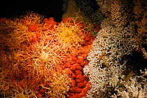 Bubblegum coral (Paragorgia arborea) with basket star (Gorgonocephalus caputmedusae)  on the live Lophelia pertusa reef in Trondheimfjord, North Atlantic Ocean, Norway . Photo taken in cooperation wit...