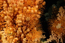 Bubblegum coral (Paragorgia arborea) with basket star (Gorgonocephalus caputmedusae) with a live coral (Lophelia pertusa), reef in Trondheimfjord, North Atlantic Ocean, Norway . Photo taken in coopera...