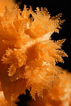 Coral (Paragorgia arborea) Trondheimfjord, North Atlantic Ocean, Norway. Photo taken in cooperation with GEOMAR coldwater coral research project