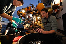 Scientists looking at cold water coral samples taken with submersible JAGO at the Sula Reef in Norway. Trondheimfjord, North Atlantic Ocean, Norway, September 2011, editorial use only.. Photo taken in...