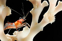 Polar shrimp (Lebbeus polaris) on live Lophelia (Lophelia pertusa)  from Trondheimfjord, North Atlantic Ocean, Norway. Controlled conditions. Photo taken in cooperation with GEOMAR coldwater coral res...