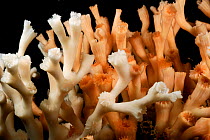 Lophelia (Lophelia pertusa) the most widespread reef-framework-forming cold-water coral which can form massive deep-sea coral reefs, from Trondheimfjord, North Atlantic Ocean, Norway. Controlled condi...