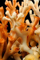 Lophelia (Lophelia pertusa) the most widespread reef-framework forming cold-water coral which can form massive deep-sea coral reefs,  from Trondheimfjord, North Atlantic Ocean, Norway. Controlled cond...
