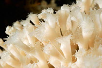 Lophelia (Lophelia pertusa) the most widespread reef-framework-forming cold-water coral which can form massive deep-sea coral reefs,  from Trondheimfjord, North Atlantic Ocean, Norway. Controlled cond...