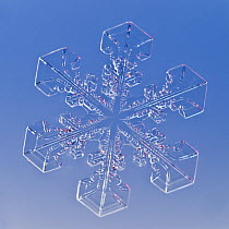 Snowflake magnified under microscope, Lilehammer, Norway