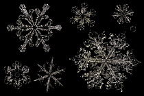 Different Snowflakes showing range in size and pattern, magnified under microscope, from Lilehammer, Norway. Digital composite