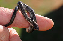 Cape Wolf Snake (Lycophidion capense) Neonate on human finger for scale. DeHoop Nature reserve. Western Cape, South Africa.