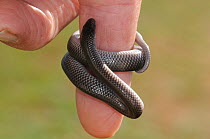 Cape Wolf Snake (Lycophidion capense) Neonate on human finger for scale. deHoop Nature reserve. Western Cape, South Africa.