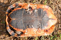 Angulate Tortoise (Chersina angulata) young female alive, but with baboon bites. DeHoop Nature reserve, Western Cape, South Africa.