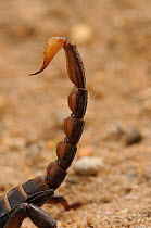 Crusher Burrowing Scorpion (Opistophthalmus macer) tail showing sting and venom vesicle, both in the last segment. DeHoop Nature reserve, Western Cape, South Africa.