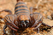 Crusher burrowing Scorpion (Opistophthalmus macer) close-up of mouthparts and pincers. deHoop Nature reserve, Western Cape, South Africa.