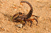 Crusher Burrowing Scorpion (Opistophthalmus macer) in defensive posture. deHoop Nature reserve. Western Cape, South Africa.