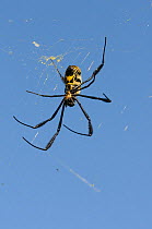 Black-legged Golden Orb Spider (Nephila sp.), Female on web. deHoop Nature Reserve, Western Cape, South Africa.