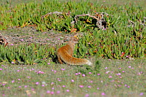 Yellow Mongoose (Cynicttus penicillata). DeHoop Nature reserve, Western Cape, South Africa