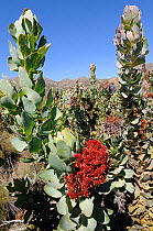 Broadleaf sugarbush (Protea eximia) infected with bacterial parasite (Phtoplasma sp) causing Witch's broom, a growth deformity. Swartberg Mountains, western Cape, South Africa.