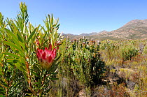Broadleaf Sugarbush (Protea eximia) Swartberg Mountains, Western Cape, South Africa.