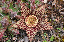 Star flower (Orbea variegata) DeHoop Nature reserve. Western Cape, South Africa.