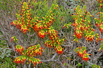 Crimson Heath (Erica coccinea) DeHoop Nature reserve. Western Cape, South Africa.