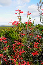 Fire Heath ( Erica cerinthoides), deHoop Nature reserve. Western Cape, South Africa.
