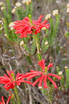 Fire Heath (Erica cerinthoides), deHoop Nature reserve. Western Cape, South Africa.