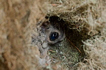 Siberian flying squirrel (Pteromys volans) peering out from nest made of lichen, Lapua, Finland, June