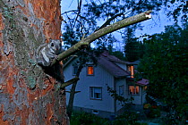 Siberian flying squirrel (Pteromys volans) sat in tree at dusk with house in the background, Seinajoki, Finland, August