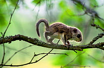 Siberian flying squirrel (Pteromys volans), one month baby, Seinajoki, Finland, August
