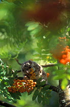 Siberian flying squirrel (Pteromys volans) eating Rowan (Sorbus) berries, Finland