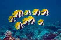 Masked bannerfish (Heniochus monoceros) group above coral reef, Maldives, Indo-West Pacific