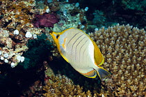 Yellowheaded butterflyfish (Chaetodon xanthocephalus) Maldives, Indian Ocean