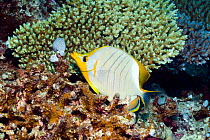 Yellowheaded butterflyfish (Chaetodon xanthocephalus) Maldives, Indian Ocean