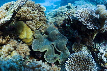 Fluted giant clam (Tridacna squamosa) on coral reef. Maldives, Indian Ocean