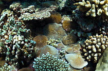 Mushroom corals (Fungia fungites) on rubble bottom of reef under other corals, Maldives, Indian Ocean