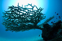 Table top coral (Acropora hyacinthus) on sandy bottom silhouetted against the sun. Maldives, Indian Ocean