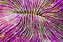 Mushroom coral (Fungia fungites) abstract close up view, Thailand, Andaman Sea