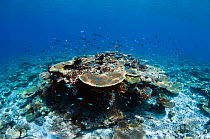 Table top corals (Acropora hyacinthus) sun dapple on shallow reef top, Maldives, Indian Ocean