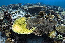 Table top corals (Acropora hyacinthus) Maldives, Indian Ocean