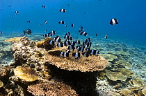 Black pyramid butterflyfish (Hemitaurichthys zoster) over table coral on shallow reef top. Maldives, Indian Ocean