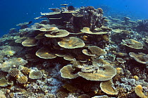Table top corals (Acropora hyacinthus) sun dapple on shallow reef top, Maldives, Indian Ocean