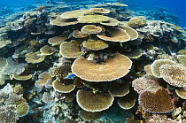 Table top coral (Acropora hyacinthus) formations on shallow reef top. Maldives, Indian Ocean